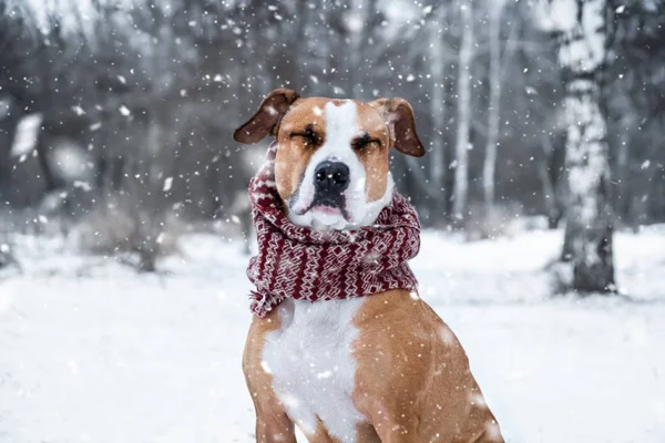 Cão Com Olhos Fechados Cachecol Inverno Livre Terrier Staffordshire Bonito — Fotografia de Stock