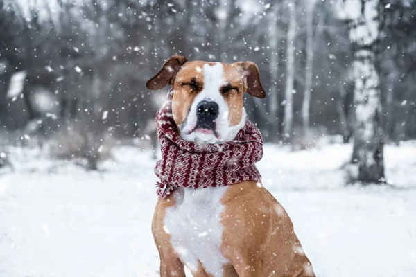 Perro Con Los Ojos Cerrados Bufanda Invierno Aire Libre Lindo —  Fotos de Stock