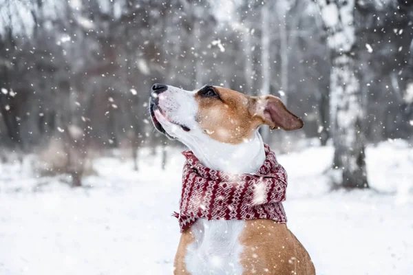 Retrato Cão Cachecol Inverno Livre Terrier Staffordshire Bonito Floresta Dia — Fotografia de Stock