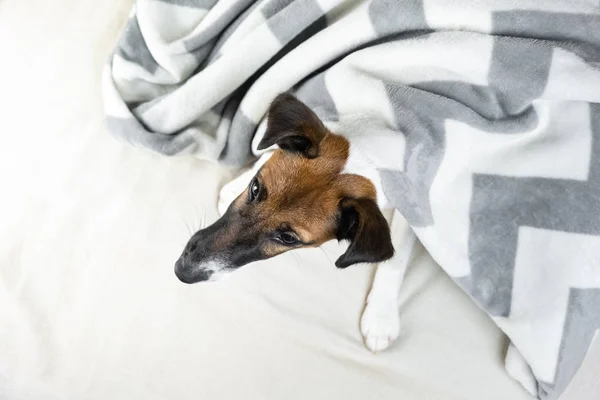 Filhote Cachorro Terrier Raposa Lisa Cobertor Acolhedor Cão Pequeno Bonito — Fotografia de Stock