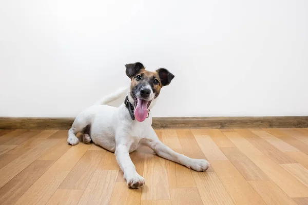 Bonito Engraçado Cachorro Raposa Terrier Suave Coloca Chão Cão Jovem — Fotografia de Stock