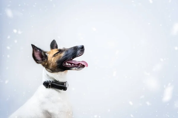 Lindo Perrito Zorro Terrier Con Los Ojos Cerrados Sonríe Caer —  Fotos de Stock