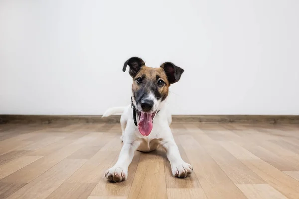 Bonito Engraçado Cachorro Raposa Terrier Suave Coloca Chão Cão Jovem — Fotografia de Stock
