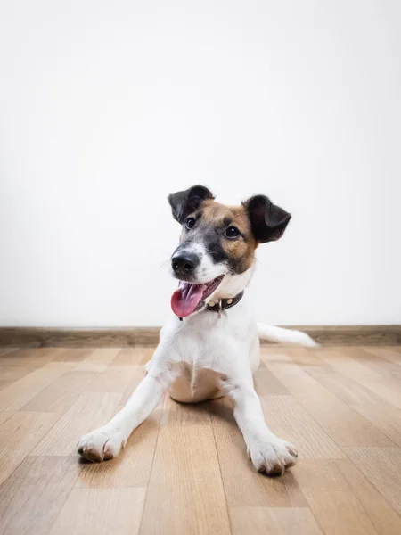 Cute and funny smooth fox terrier puppy lays on the floor. Trained young dog at home posing in white background indoors