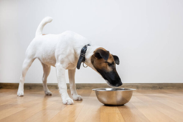 Smooth fox terrier puppy eats from bowl in a room. Cute little dog sniffing a bowl of food or water.