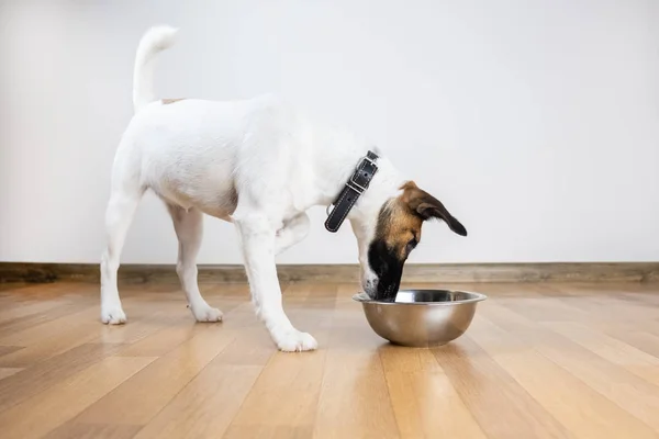 Smooth Fox Terrier Puppy Eats Bowl Room Cute Little Dog — Stock Photo, Image