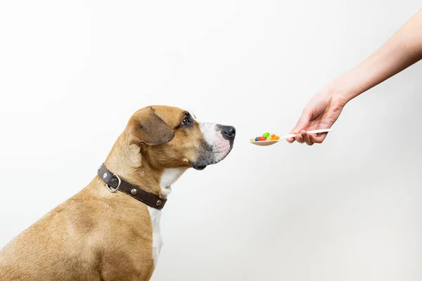 Memberikan Sendok Dengan Pil Obat Untuk Anjing Tangan Wanita Memberikan — Stok Foto