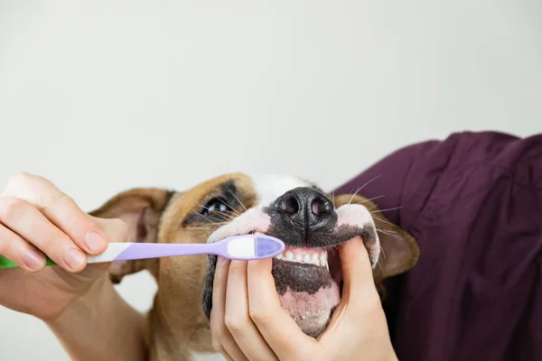 Köpeğin diş fırçalama. Evde beslenen hayvan sahip kavramı hakkında sağlık bakım ve temizliği pets dişler, diş fırçası bir köpek dişleri temizler