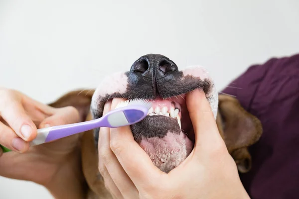 Zähneputzen Dentalhygienekonzept Tierbesitzer Putzt Zähne Eines Hundes Mit Zahnbürste — Stockfoto