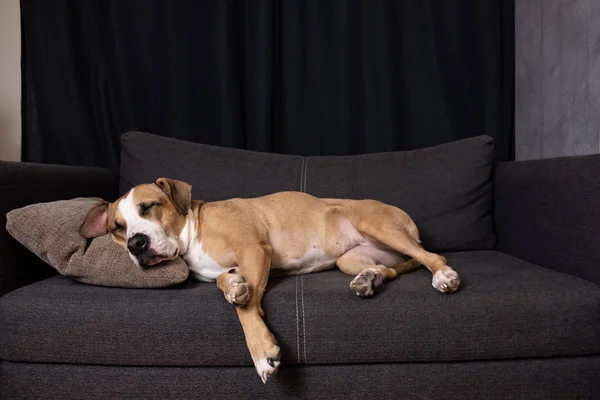 Anjing Tidur Sofa Cute Staffordshire Terrier Beristirahat Sofa Ruang Tamu — Stok Foto