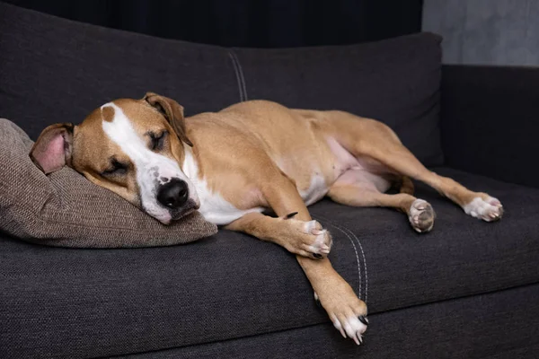 Dog sleeping on the couch. Portrait of staffordshire terrier resting on a sofa in cozy living room