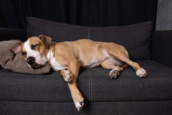 Anjing Tidur Sofa Staffordshire Terrier Beristirahat Sofa Ruang Tamu Yang — Stok Foto