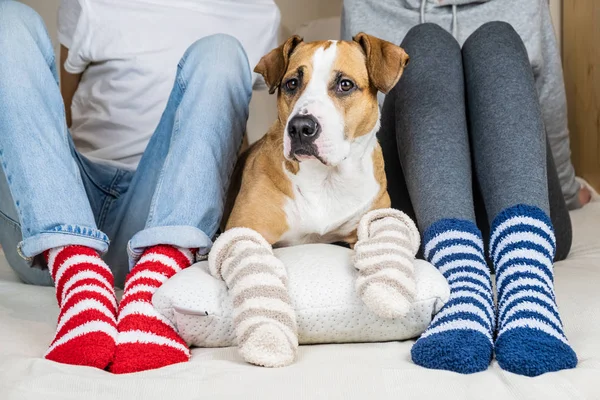 Due Persone Loro Cane Calzini Colorati Seduti Sul Letto Camera — Foto Stock