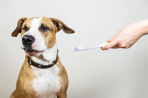 Hund Und Zahnbürste Weißen Hintergrund Konzept Der Haustiere Zahnhygiene Staffordshire — Stockfoto