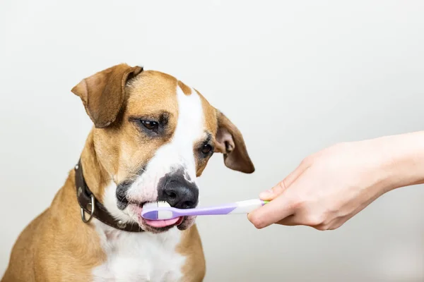 Köpek ve beyaz arka plan, Evcil hayvan dişlerle ilgili sağlık bilgisi kavramı içinde diş fırçası. Meraklı bir diş fırçası staffordshire terrier köpek yalıyor.