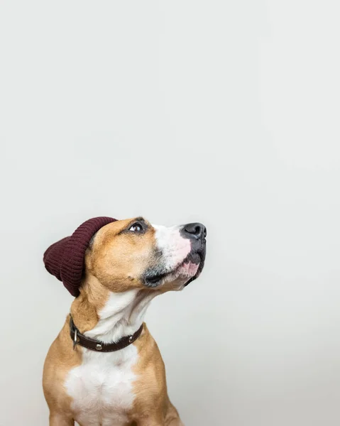 Komik Köpek Kırmızı Hipster Şapka Örgü Kopya Alanı Kış Aksesuarları — Stok fotoğraf