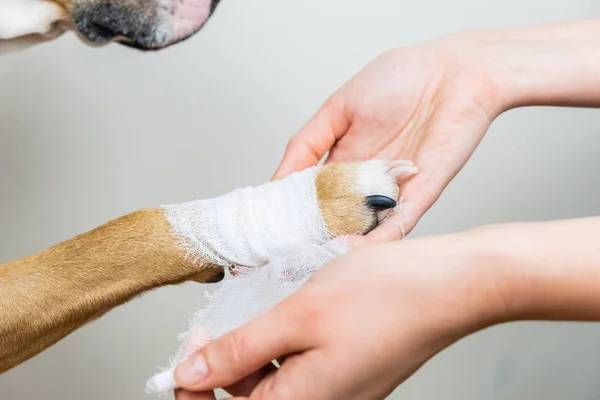 Медичне Лікування Концепції Домашніх Тварин Перев Язування Лапи Собаки Руки — стокове фото