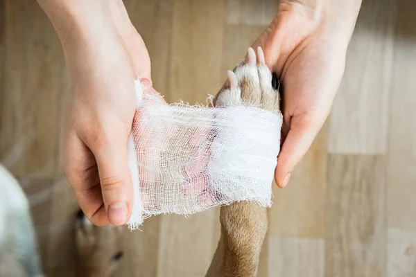 宠物概念的医疗 包扎狗的爪子 手在受伤的身体部位用绷带 狗的观点 — 图库照片