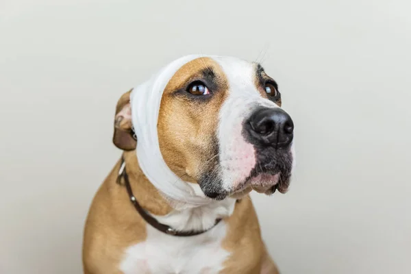 Άρρωστοι Πληγωμένος Κατοικίδιο Ζώο Ιδέα Πορτραίτο Σκύλου Επίδεσμο Κεφάλι Λευκό — Φωτογραφία Αρχείου