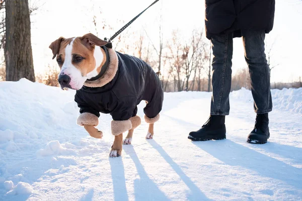 冬の寒い日に暖かいコートで犬と一緒に歩いています 公園で綱を引いて犬を持つ人 — ストック写真