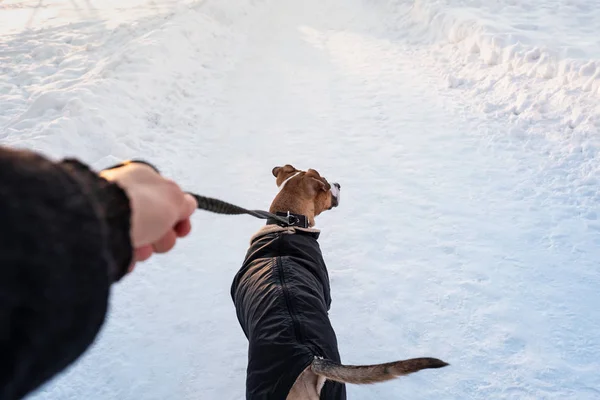 Гулять Собакой Пальто Холодный Зимний День Человек Собакой Теплой Парке — стоковое фото