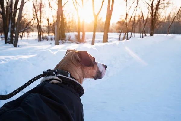 Caminhando Com Cão Parka Quente Dia Inverno Frio Cão Trela — Fotografia de Stock