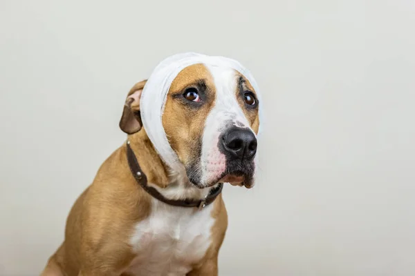 Sick Wounded Pet Concept Portrait Dog Bandaged Head White Background Stock Photo