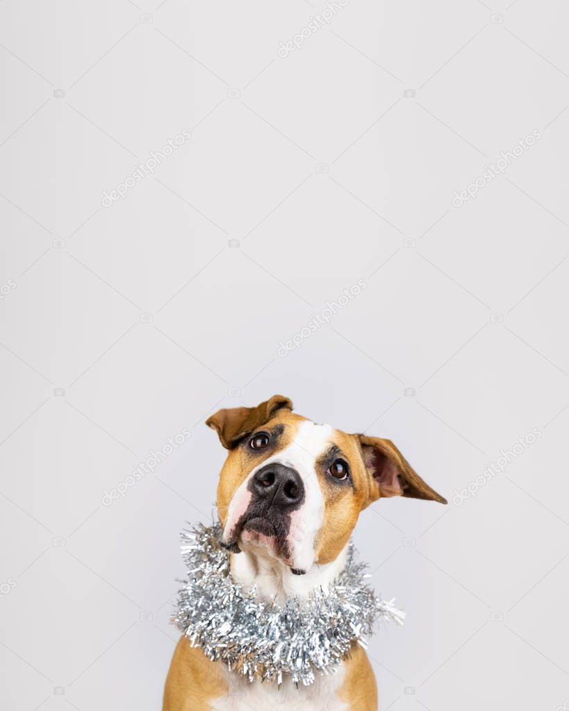 Cute beautiful dog in christmas tinsel around neck. Portrait of staffordshire terrier in white background with new year decoration