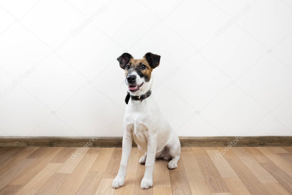 Cute and funny smooth fox terrier puppy sits on the floor. Trained young dog at home posing in white background indoors