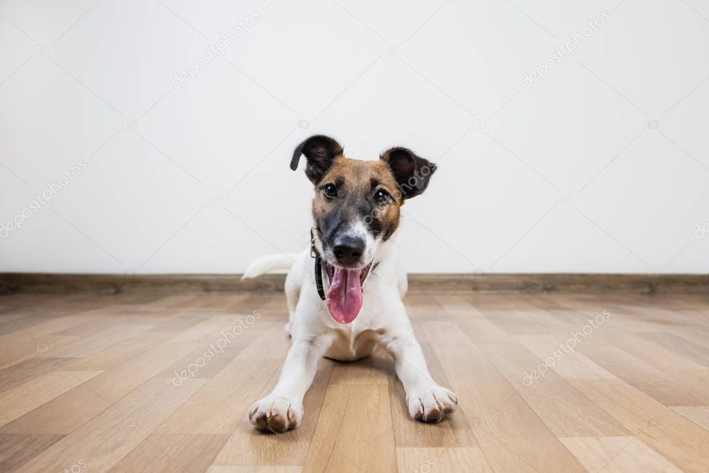 Cute and funny smooth fox terrier puppy lays on the floor. Trained young dog at home posing in white background indoors