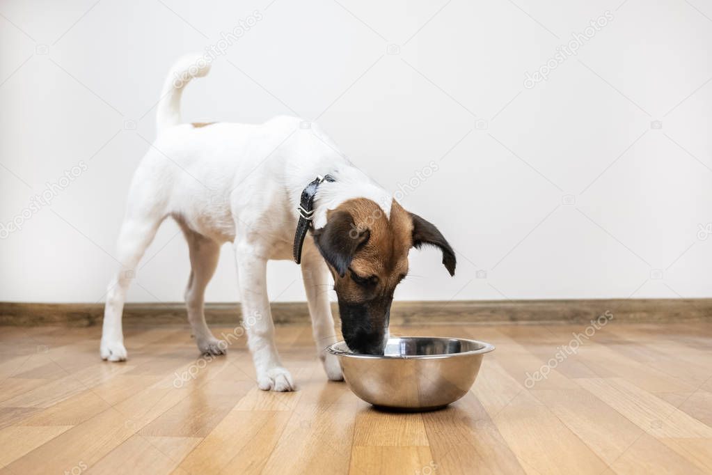 Smooth fox terrier puppy eats from bowl in a room. Cute little dog looking into a bowl for food or water.