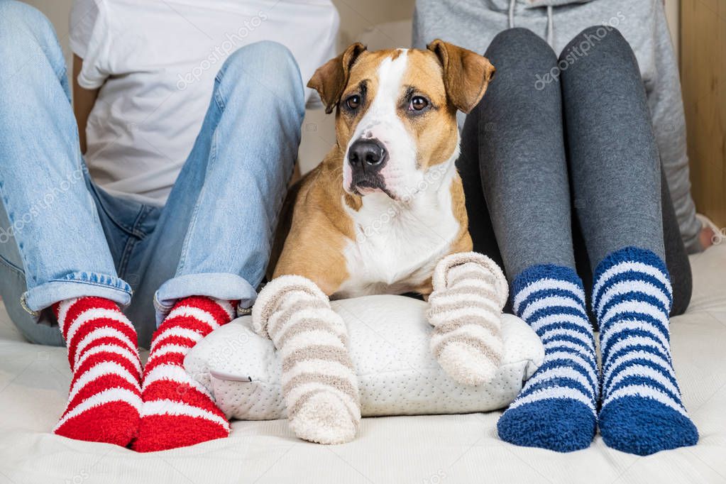 Two people and their dog in colorful socks sitting on the bed in the bedroom. Staffordshire terrier and owners on the bed wearing similar colored socks, concept of a dog as a family member