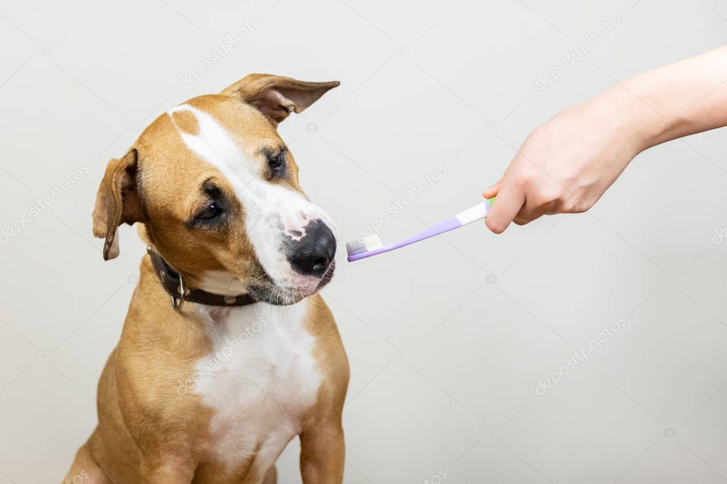 Dog and toothbrush in white background, concept of pets dental  hygiene. Curious staffordshire terrier puppy with funny face looks at a toothbrush.