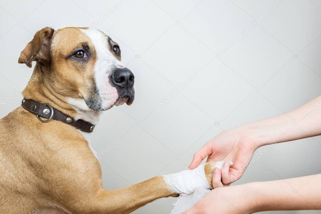 Medical treatment of pet concept: bandaging a dog's paw. Hands applying bandage on a wounded body part of a dog