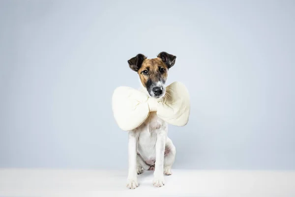 Lindo Perrito Zorro Terrier Suave Con Corbata Lazo Juguete Sentado —  Fotos de Stock