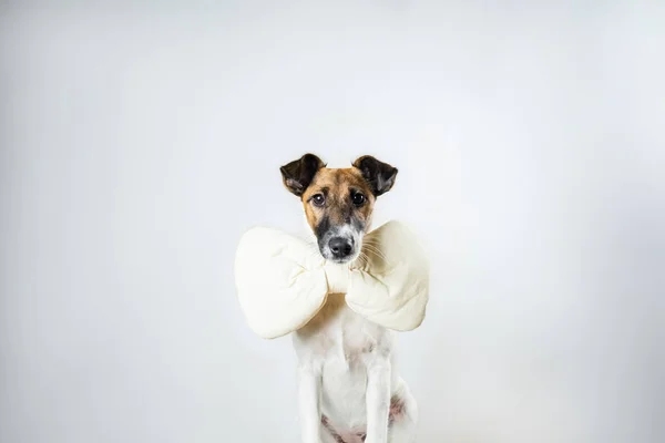 Lindo Perrito Zorro Terrier Suave Con Corbata Lazo Juguete Sentado —  Fotos de Stock