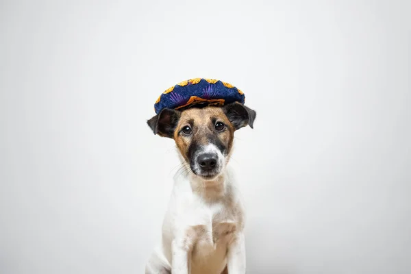 Portrait Cute Puppy Mexican Traditional Hat Posing White Background Indoors — Stok Foto