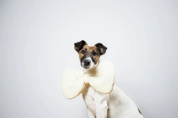 Cachorro Zorro Terrier Liso Con Corbata Lazo Juguete Sentado Fondo —  Fotos de Stock