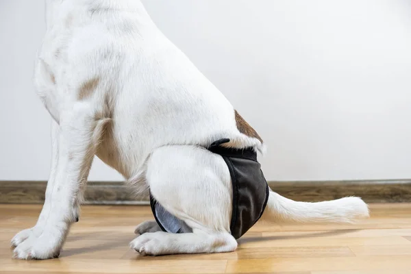 Anak Anjing Dengan Popok Yang Bisa Dicuci Duduk Lantai Pandangan — Stok Foto