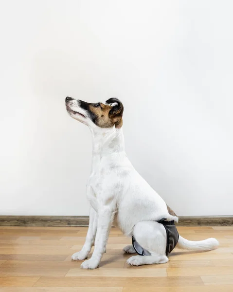 Smooth Fox Terrier Pants Smooth Fox Terrier Pants