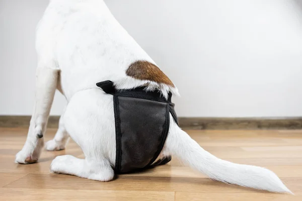 Yıkanabilir Bebek bezi içinde köpek yavrusu yakından görmek katta oturuyor. Yıkanabilir Bebek bezi bir odada oturan arkasında bir düz tilki korkunç köpek.