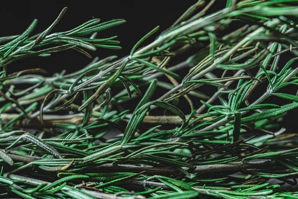 Leaves of rosemary plant in dark background. Close-up view of rosemary herb.