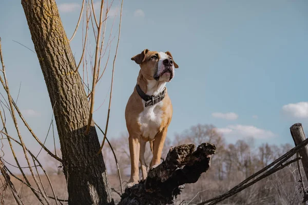 Beau chien dans le champ, debout sur un arbre sec, tir de héros — Photo