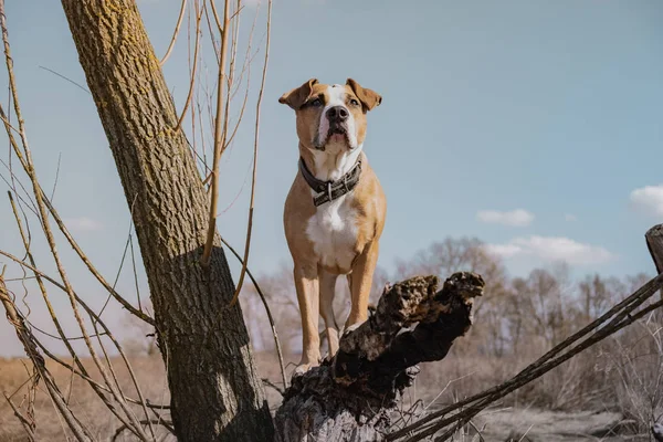 Hermoso perro en el campo, de pie sobre un árbol seco, héroe disparado —  Fotos de Stock