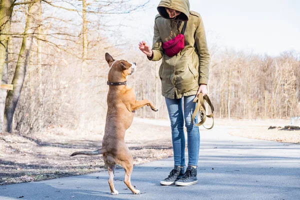 Melatih anjing dewasa berjalan dengan dua kaki. — Stok Foto