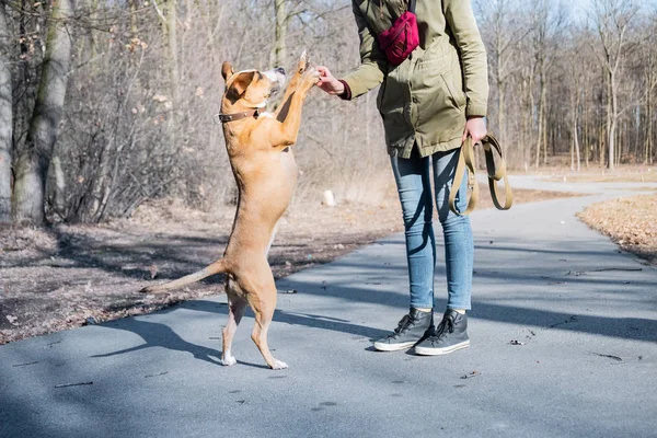 Melatih anjing dewasa berjalan dengan dua kaki dan melakukan tos — Stok Foto