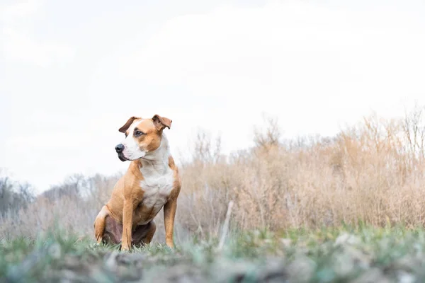 Potret seekor anjing di alam — Stok Foto