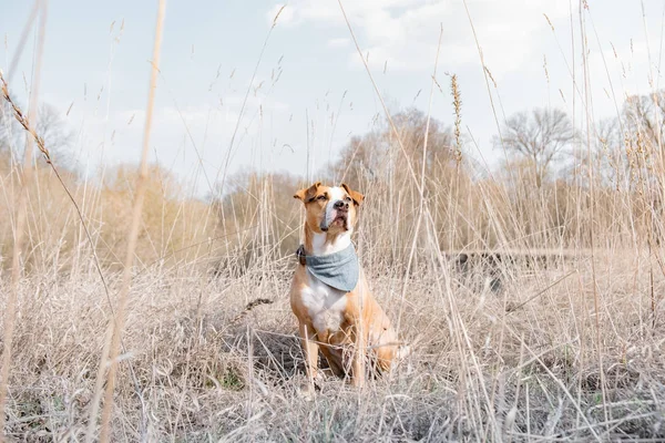 Retrato de un perro pasando tiempo en la naturaleza —  Fotos de Stock