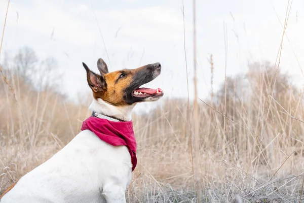 Portrait lisse de renard terrier — Photo