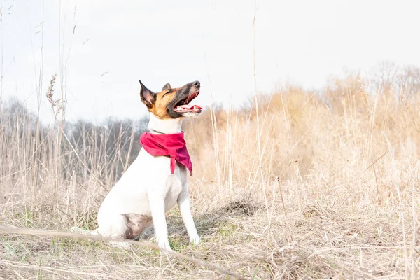 Joven perro en bandana disfrutando de un gran clima soleado en la naturaleza . —  Fotos de Stock